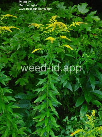 goldenrod, tall